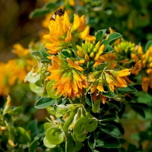 Plantes avec fleurs oranges et insecte - Belgique  - collection de photos clin d'oeil, catégorie plantes